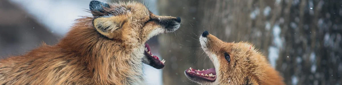 What Happens When Teams Don’t Disagree and Commit