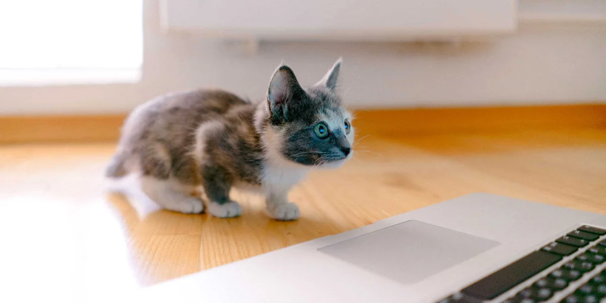 Remote Working: How to Stay Productive While Working From Home