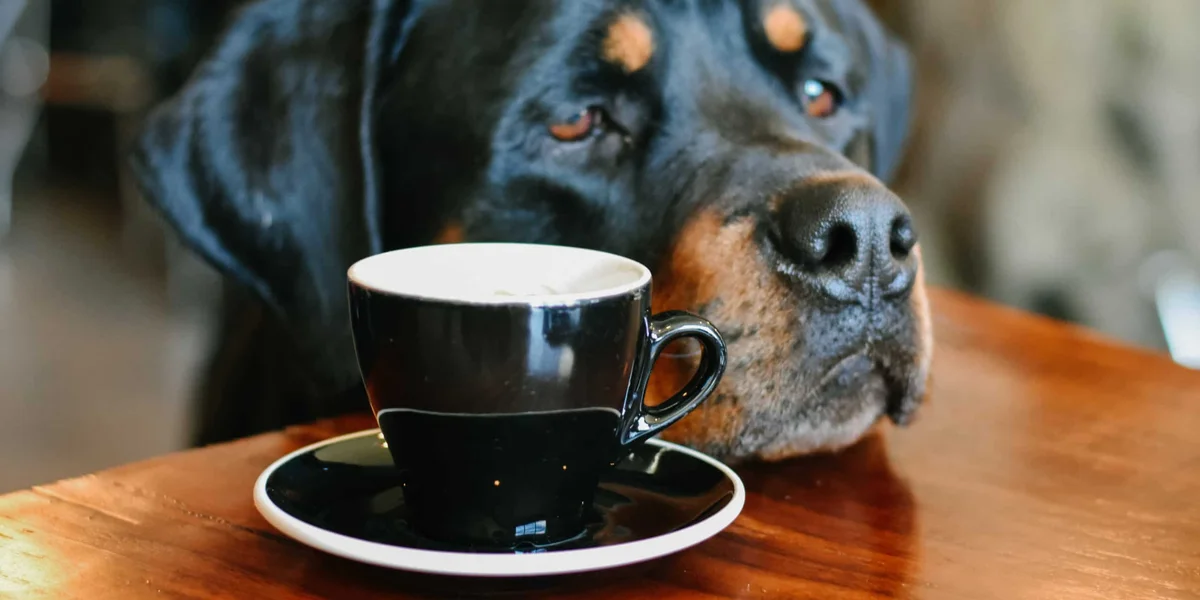 Push-Pull Notifications and Communications