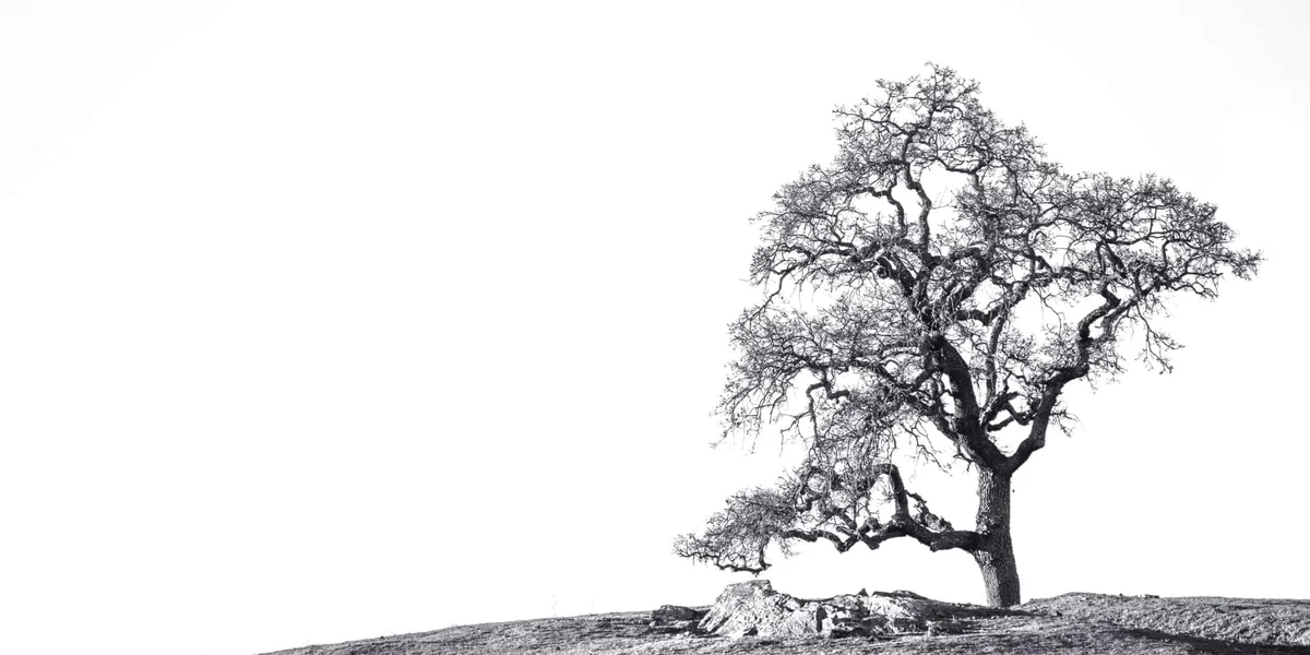 Becoming Rock Solid: A Guide to Emotional Stability and Reserve